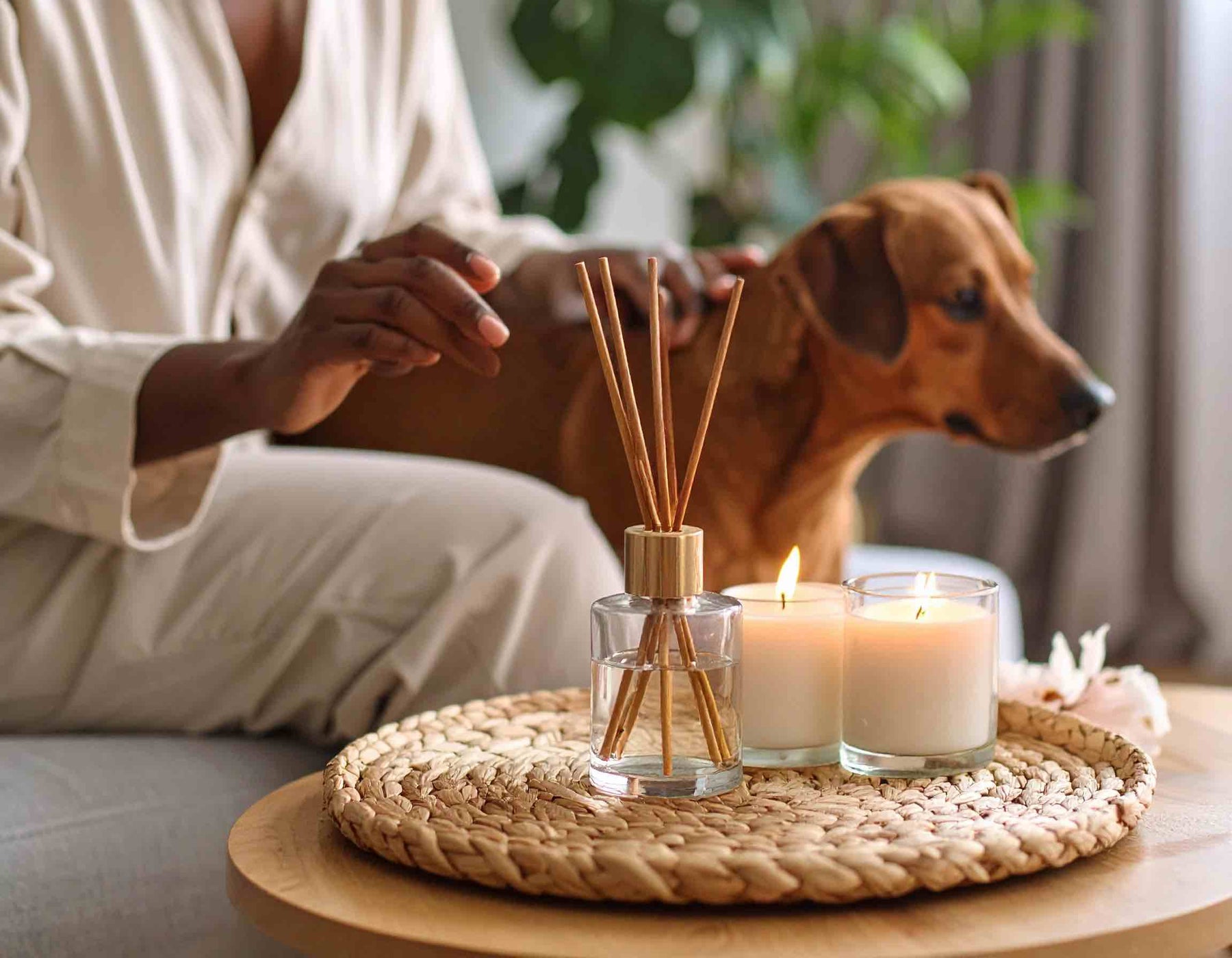 Essential Oils Around Cats & Dogs: Safety Tips Every Pet Owner Should Know
