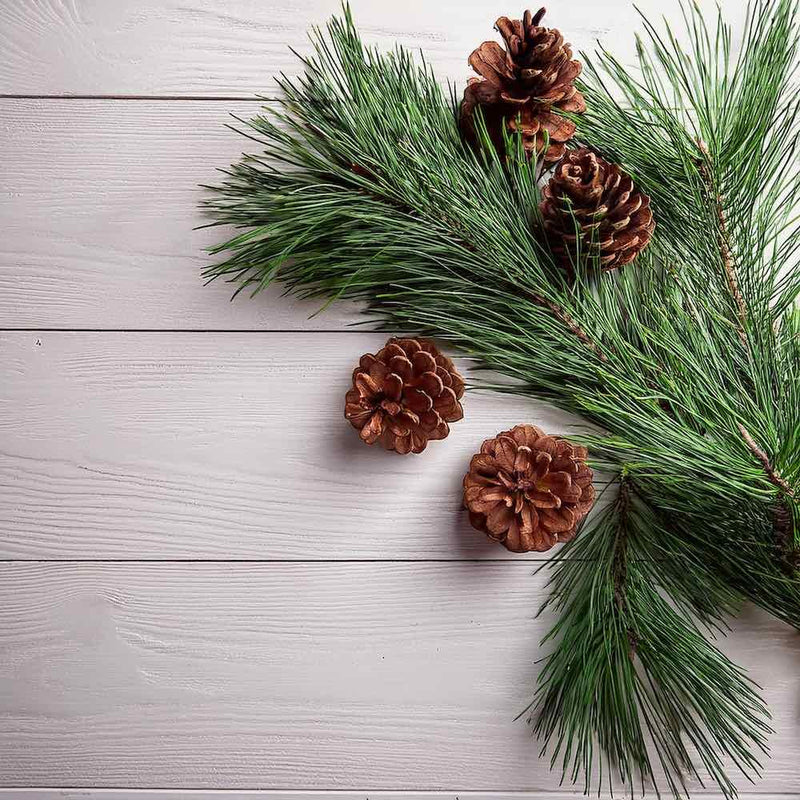 Christmas Tree Pine Scented Diffuser Refill - New Dawn UK
